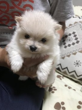ポメラニアン【岩手県・女の子・2019年4月28日・クリーム】の写真「鼻ぺちゃさんです」