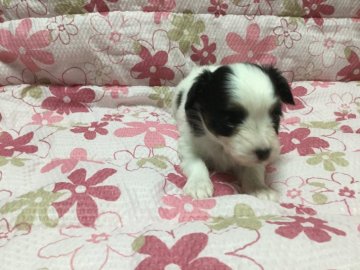 パピヨン【岩手県・女の子・2017年1月22日・トライカラー】の写真「パパは有名犬舎で初めての赤ちゃんです」