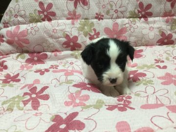 パピヨン【岩手県・女の子・2017年1月22日・トライカラー】の写真「パパは有名犬舎で初めての赤ちゃんです」