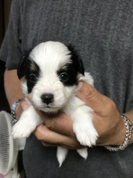 パピヨン【岩手県・男の子・2019年5月28日・トライ】の写真「バランスの良い仔です」