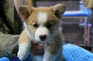 ウェルシュ・コーギー・ペンブローク【岩手県・男の子・2013年2月6日・レッド&ホワイト】の写真「」