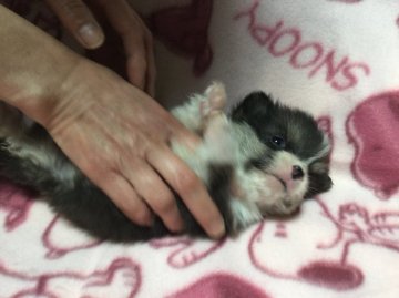 ウェルシュ・コーギー・ペンブローク【岩手県・男の子・2015年12月5日・トライカラー】の写真「パパもママも専門犬舎からです。」