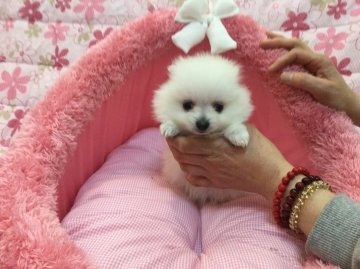 ポメラニアン【岩手県・女の子・2016年3月23日・ホワイト】の写真「おチビちゃんで鼻ぺちゃです」