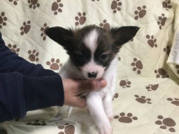 パピヨン【岩手県・男の子・2017年2月8日・ホワイト&ブラウン】の写真「パパは有名犬舎です」