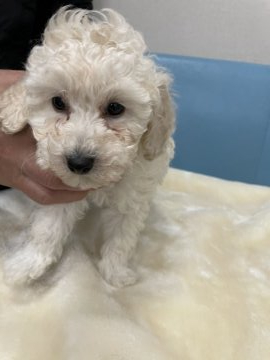 トイプードル(タイニー)【岩手県・男の子・2021年11月24日・ホワイト】の写真「パパもママもホワイトです。」
