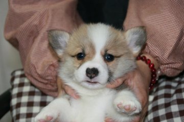 ウェルシュ・コーギー・ペンブローク【岩手県・女の子・2014年9月29日・レッド&ホワイト】の写真「パパもママも専門犬舎からです。」