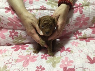 トイプードル(トイ)【岩手県・女の子・2016年6月8日・レッド】の写真「ママの愛情たっぷりに育っています」