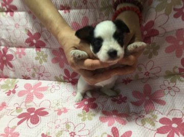 パピヨン【岩手県・女の子・2016年7月23日・トライカラー】の写真「しかっりしています」