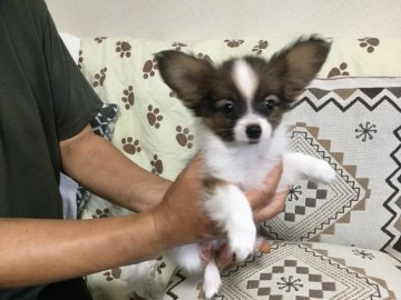 パピヨン【岩手県・男の子・2018年7月12日・ホワイト&ブラウン】の写真「パパもママも明るい性格で愛情たっぷりに育っています」