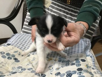 パピヨン【岩手県・女の子・2019年1月19日・トライ】の写真「パパは有名犬舎ドックショー挑戦中」