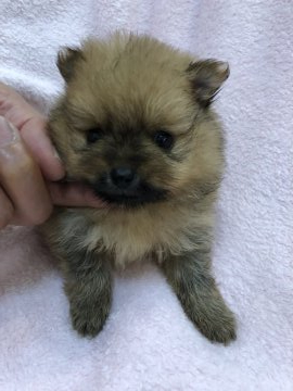 ポメラニアン【岩手県・男の子・2020年5月4日・オレンジセーブル】の写真「パパはJKCチャンピオンです」