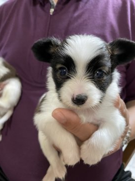 パピヨン【岩手県・男の子・2021年4月22日・ホワイト&セーブル】の写真「パパもママも明るい性格で愛情たっぷりに育っています」