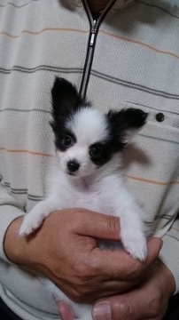 パピヨン【岩手県・男の子・2016年9月11日・トライカラー】の写真「両親ともJKCチャンピオンです。」