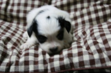 パピヨン【岩手県・男の子・2015年1月19日・トライカラー】の写真「どの子もお顔のカラーがバランス良く入りました」