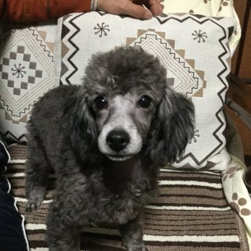 トイプードル(トイ)【岩手県・女の子・2017年10月17日・シルバー】の写真「ママの愛情、オッパイたっぷり成長しています」