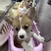 ウェルシュ・コーギー・ペンブローク