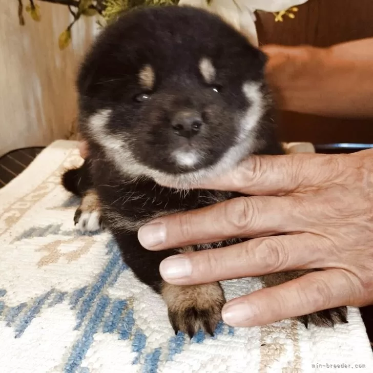 ID:2506-02002の子犬
