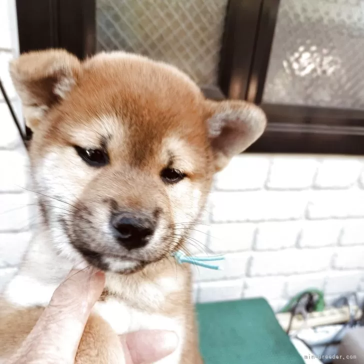 E.S 様のお迎えした子犬