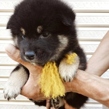 柴犬(標準サイズ)【岐阜県・女の子・2025年5月25日・黒柴】の写真「可愛黒柴です」