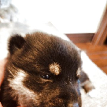 柴犬(豆柴)【岐阜県・女の子・2025年9月16日・黒】の写真「今時点はちょっと小振り」