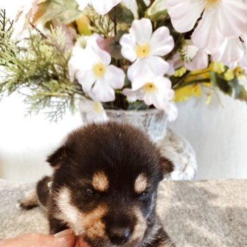 柴犬(豆柴)【岐阜県・男の子・2025年9月16日・黒】の写真「黒と白の綺麗な配色」