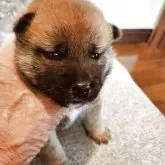 柴犬(標準サイズ)