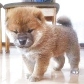 柴犬(標準サイズ)