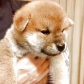 柴犬(標準サイズ)