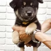 柴犬(標準サイズ)