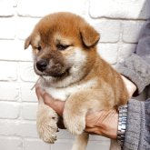 柴犬(標準サイズ)