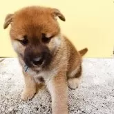 柴犬(標準サイズ)