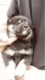 柴犬(標準サイズ)【岐阜県・男の子・2025年5月25日・黒】の写真5