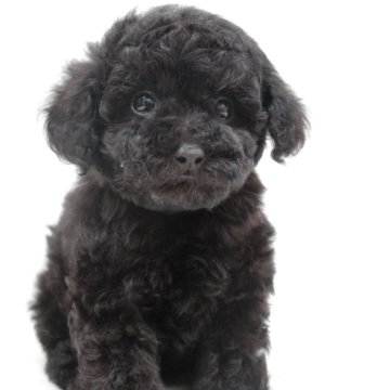 トイプードル(タイニー)【福岡県・女の子・2025年9月2日・ブラック】の写真「まんまるお目目の元気な女の子、タイニーサイズ小さめ」