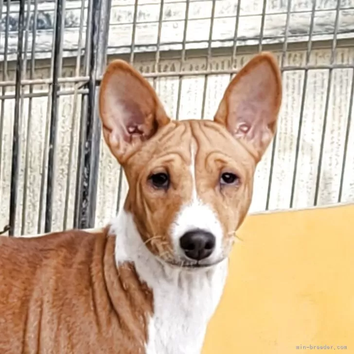 バセンジー【広島県・女の子・2025年7月21日・レッド&amp;ホワイト】の写真1