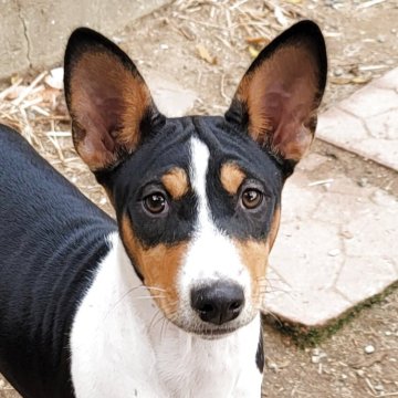 バセンジー【広島県・男の子・2025年7月21日・トライカラー】の写真「しわくちゃおでこが魅力的な男の子」