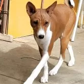 バセンジー【広島県・女の子・2025年7月21日・レッド&ホワイト】の写真2