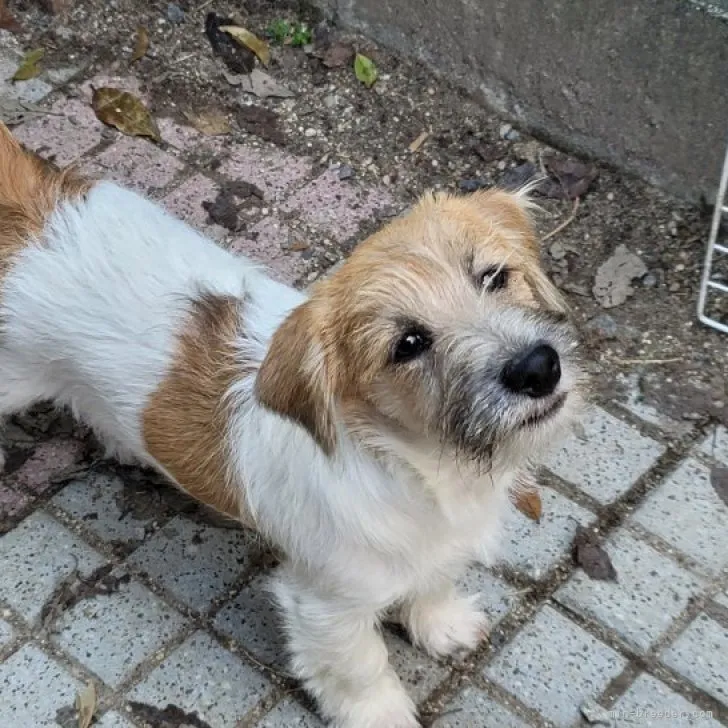 ID:2212-04044の子犬