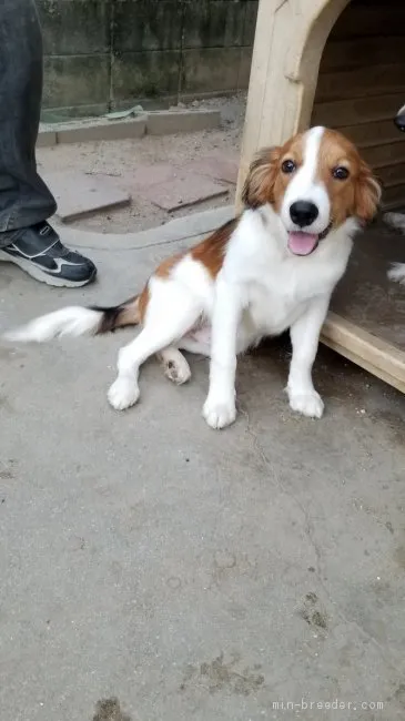 ID:1906-00448の子犬