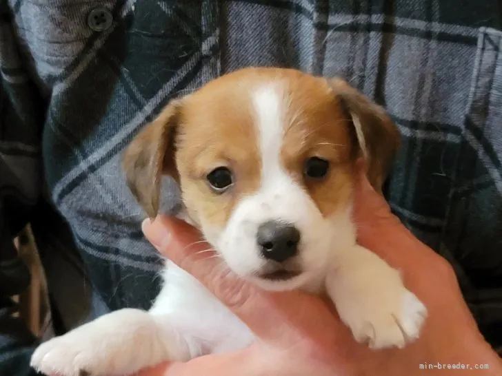 ID：2201-03535の子犬