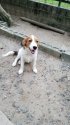 コーイケルホンディエ