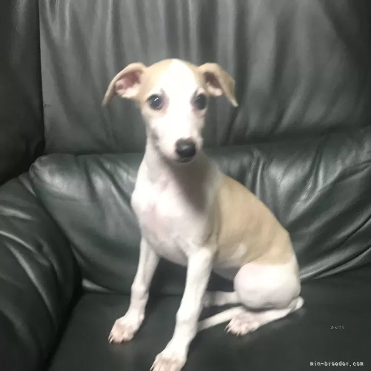 ID:2508-05548の子犬