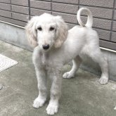 アフガンハウンド