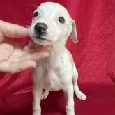 ウィペット
