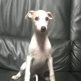 ウィペット【山形県・女の子・2025年7月7日・フォーン&ホワイト】の写真2