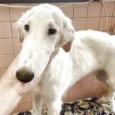 ボルゾイ【山形県・男の子・2025年2月20日・ホワイト&クリーム】の写真3