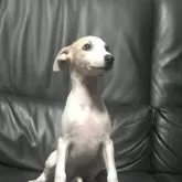 ウィペット【山形県・女の子・2025年7月7日・フォーン&ホワイト】の写真5