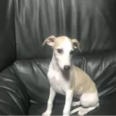 ウィペット【山形県・女の子・2025年7月7日・フォーン&ホワイト】の写真6