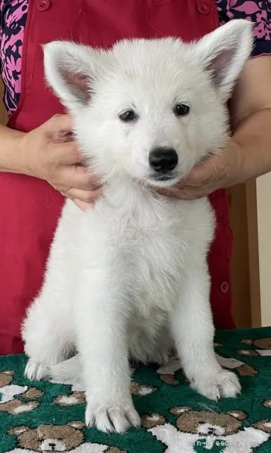 ID：2108-03247の子犬