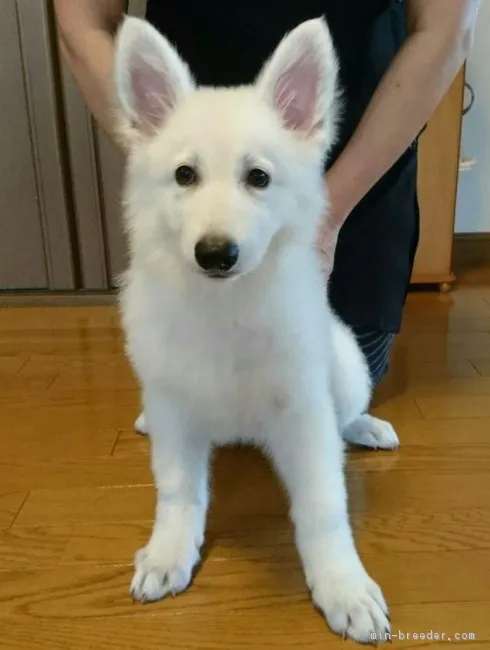 ID：1807-02251の子犬