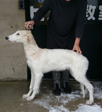 ボルゾイ【山形県・男の子・2014年10月26日・ホワイト&クリーム】の写真「美しいホワイトです。」